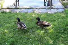 2022_Schneckeck_Ausgeschneckt-2