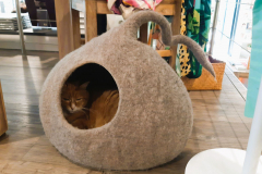 Intellektuelle Buchcafé-Katze in Luxusbehausung.