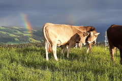 Schnuckelnde Regenbögenkühe vor Alpenkulisse.
