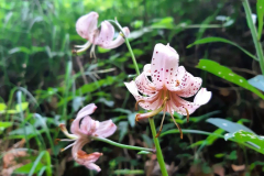 2022_Schneckeck_Ausgeschneckt-14