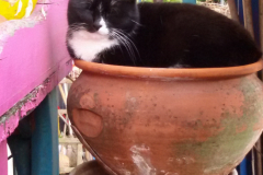 Sommer-vorm-Balkon-1