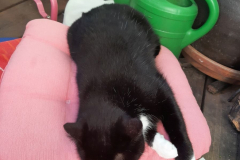 Sommer-vorm-Balkon-12