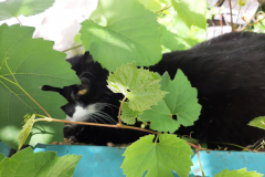 Sommer-vorm-Balkon-13