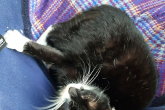 Sommer-vorm-Balkon-14