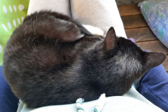 Sommer-vorm-Balkon-18