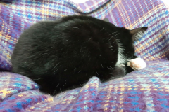 Sommer-vorm-Balkon-19