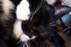 Sommer-vorm-Balkon-2