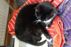 Sommer-vorm-Balkon-21