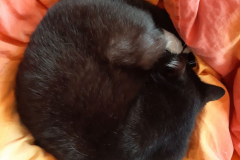 Sommer-vorm-Balkon-22