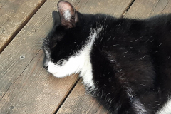 Sommer-vorm-Balkon-23