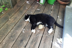 Sommer-vorm-Balkon-24