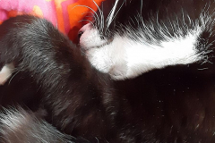 Sommer-vorm-Balkon-25