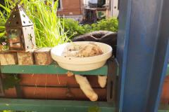 Sommer-vorm-Balkon-4