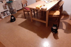 Sommer-vorm-Balkon-6