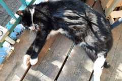 Sommer-vorm-Balkon-7