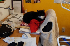 Sommer-vorm-Balkon-8