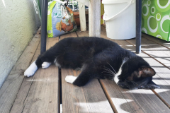 Sommer-vorm-Balkon-9